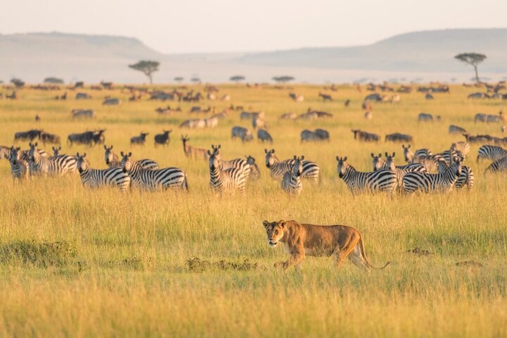 Serengeti Safari